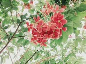 Finding Balance: Chinese Herbal Medicine and Acupuncture for Chronic Fatigue Syndrome