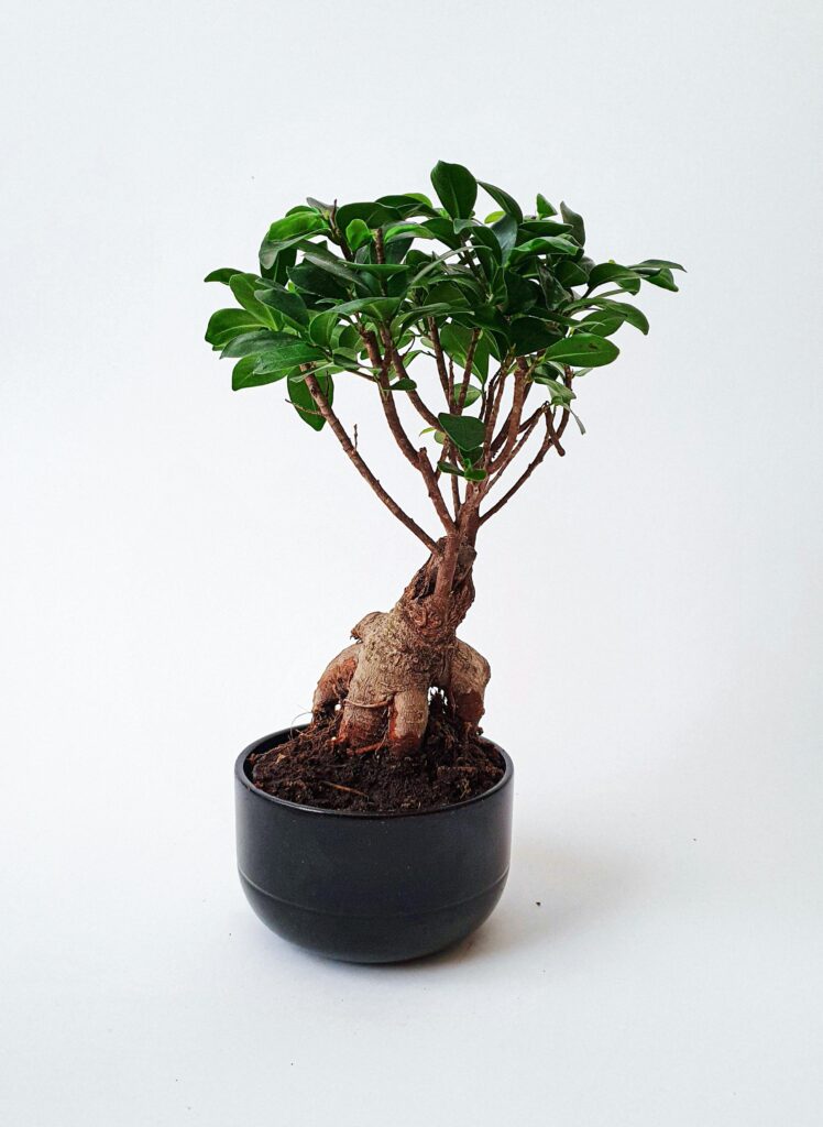 Ren Shen Ginseng Root